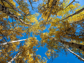 Colorado road trip, Fall foliage, Curved aspen trees, Nature's beauty HD wallpaper