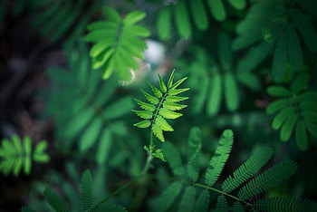 Plant, Macro, Blur, Smooth, Sheet, Leaf, Branch HD wallpaper