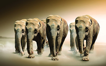 Animals, Elephants HD wallpaper