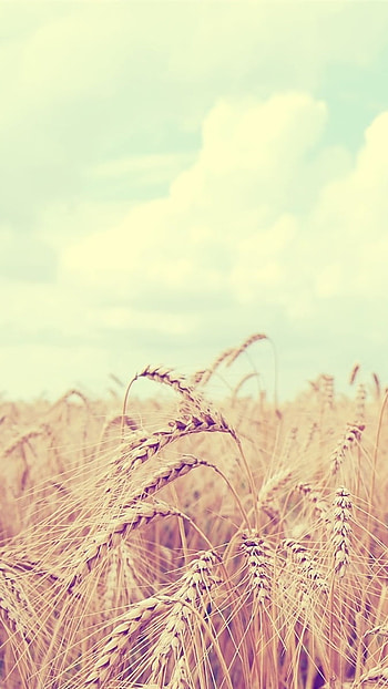 Cute, Wheat, Summer HD phone wallpaper