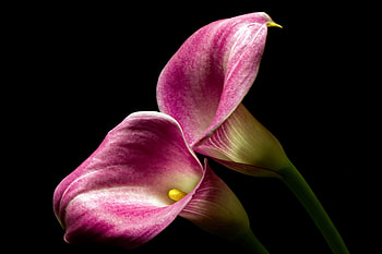 Calla Lily, , Blossoming elegance, Natural beauty HD wallpaper