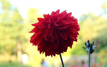 Flowers, Flower, Plant, Stem, Stalk HD wallpaper
