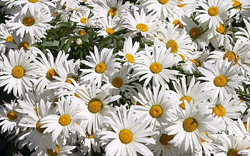 Flowers, Camomile, Greens, Lot, Mood, Sunny HD wallpaper