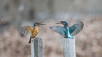 Kingfisher, Dual kingfishers, Nature's symmetry, Majestic birds in flight HD wallpaper