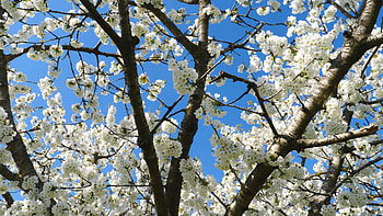 Apple motion stock video, Footage archive, Nature's beauty, Captivating visuals HD wallpaper