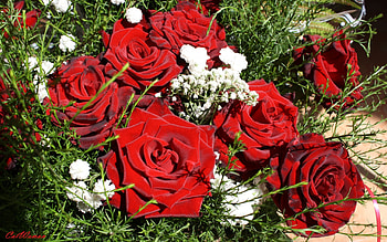 Plants, Flowers, Roses HD wallpaper