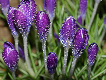 Flowers, Drops, Freshness, Primrose, Crocuses HD wallpaper