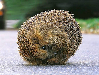 Mozilla Firefox, animal, amazing HD wallpaper
