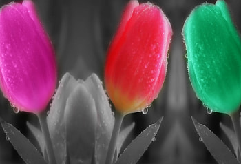 Tulips , Flowers, Colors, Tulips, Colorful HD wallpaper