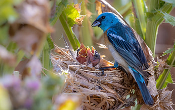 Birds in Nest, chicks, birds, family, nest HD wallpaper