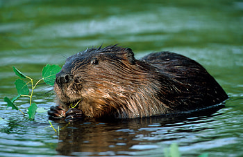 Beaver, HQ beaver HD wallpaper