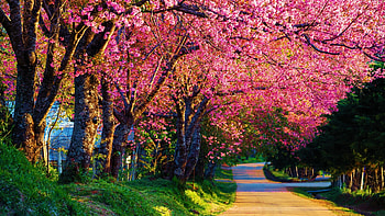 Cherry Blossoms, blossoms, pink, sunlight, trees, road, spring, park HD wallpaper