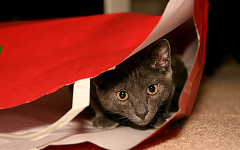 Animals, Cat, Muzzle, Grey, Sight, Opinion, Package, Packet, Hide And Seek, Hide-And-Seek HD wallpaper