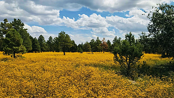 Field of flowers, Anderson Mesa, Flagstaff, Arizona, trees, wildflowers, sky, usa, clouds HD wallpaper