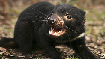 Tasmanian Devil , and mobile , Cartoon Devil , Disney Tasmanian Devil HD wallpaper