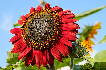 Flowers, Flower, Plant, Petals, Sunflower HD wallpaper