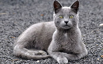 Animals, Cat, To Lie Down, Lie, Grey, Sight, Opinion HD wallpaper