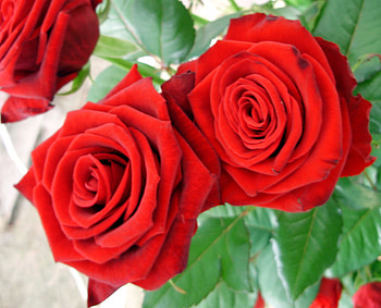 red roses, rose, , nice, red HD wallpaper