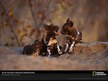 African Wild Dog Puppys, puppies, african wild dogs, nature, animals HD wallpaper