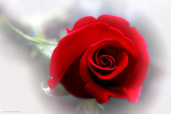 With love to you, rose, color, expression, red, , new HD wallpaper