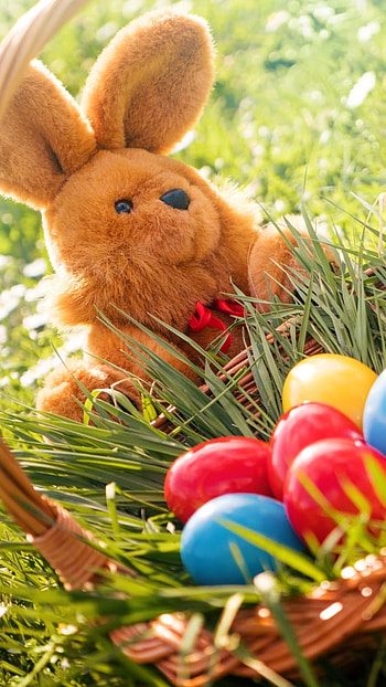 Easter, Bunny, Rabbit HD phone wallpaper