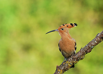 Animals, Bird, Sit, Branch HD wallpaper