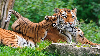 Mother and baby, pisica, tigru, leu, jaguar HD wallpaper
