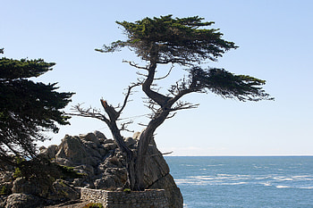 Cypress Tree, Lone cypress, Pebble Beach, Storm damage HD wallpaper