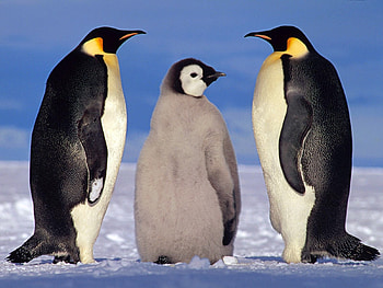 Animals, Winter, Pinguins HD wallpaper