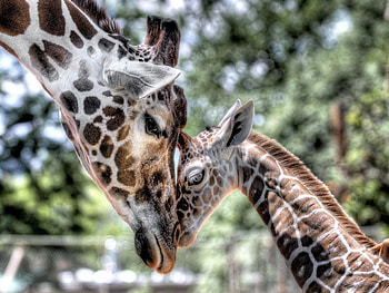 Tender giraffe moments, Adorable mother and cub, Heartwarming tenderness, Gentle beauty HD wallpaper