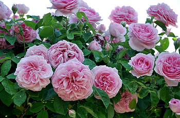 Flowers, Roses, Pink, Close-Up, Garden HD wallpaper