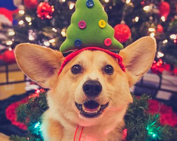 Merry Christmas, dog, cute, Christmas, hat HD wallpaper
