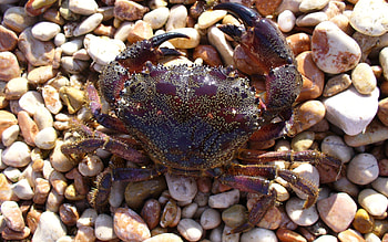 Crab, Form exercise ideas, Sea crab, Crustaceans HD wallpaper