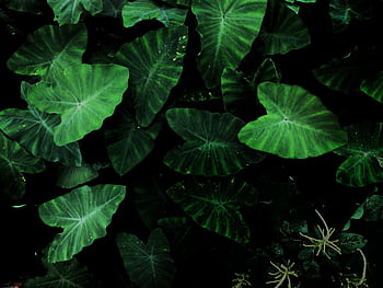 Close-up of vibrant green tropical leaves with striking veining, creating a lush natural pattern. HD wallpaper