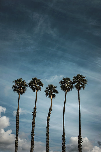 Nature, Trees, Sky, Clouds, Palms, Tropics HD phone wallpaper