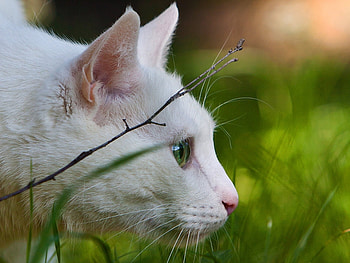 Animals, Cats HD wallpaper