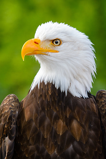Eagle, Animals, Bird, Beak, Predator, Sight, Opinion, Profile HD phone wallpaper
