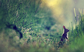 Animals, Grass, Glare, Dahl, Distance, Sunlight, Hare HD wallpaper