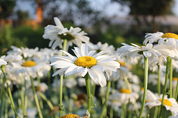 Chamomile, White, Summer, Wildflowers HD wallpaper