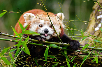 Funny, Animals, Branches, Sweetheart, Nice, Protruding Tongue, Tongue Stuck Out, Bamboo, Panda, Little Panda, Small Panda HD wallpaper