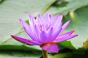Water lily, bloom, pink, beautiful, flora HD wallpaper