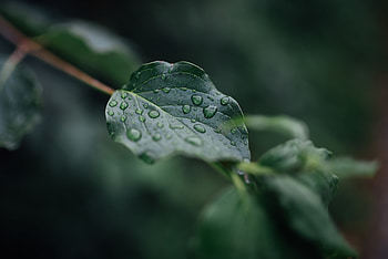 Drops, Macro, Wet, Sheet, Leaf, Veins HD wallpaper