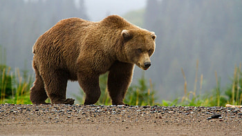 Ultra bear , High-resolution , Stunning visuals, Impressive details HD wallpaper