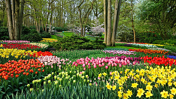 High-resolution gardens, Rich colors, Detailed beauty, Immersive experience HD wallpaper