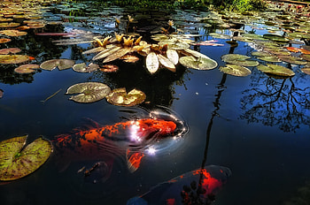 Animals, Leaves, Water Lilies, Lake, Reflection, Pond, Sunlight, Fish HD wallpaper