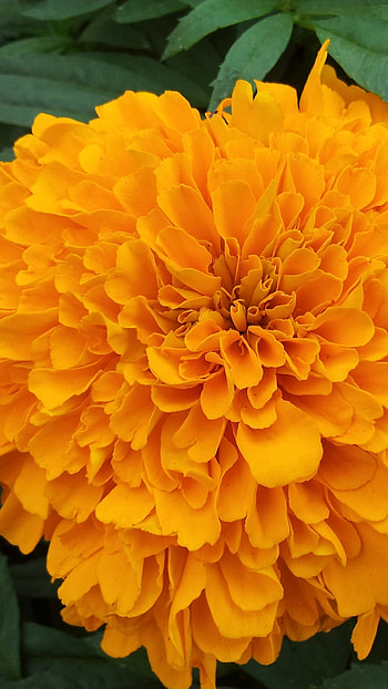 Marigold, Yellow Adorable Flower HD phone wallpaper