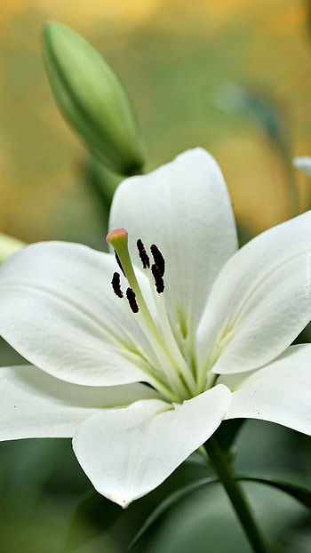 Lily, White, Flower HD phone wallpaper