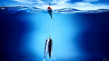 Trout Fishing High Definition HD wallpaper