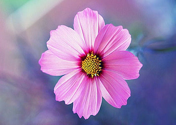 Beautiful Flower, cool, beautiful, , flower HD wallpaper