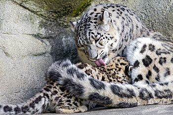 *** Snow leopards ***, animal, leopards, animals, snow HD wallpaper
